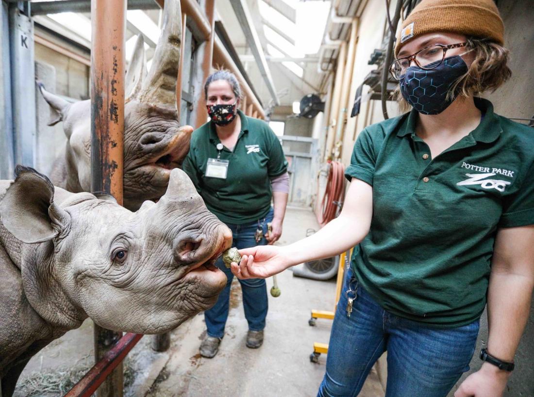 A Sumatran rhino cared for by zoo staff